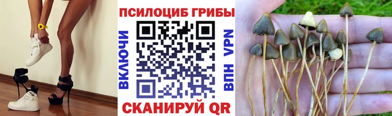 Псилоцибиновые грибы прущие грибы  Тара 